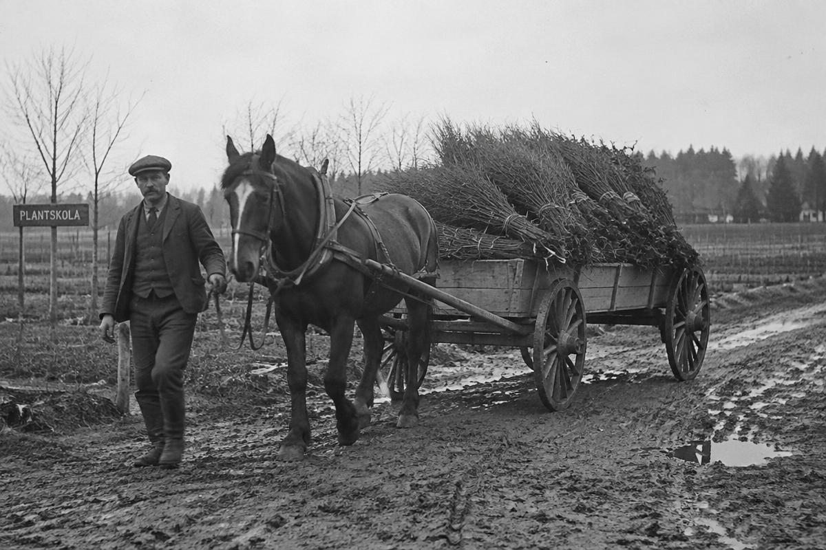 Häst och vagn lastad med barrotsplantor, gammalt svartvitt foto